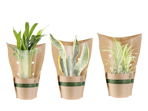 Green plants