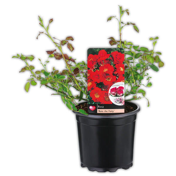 Bodendeckerrose "The Fairy"