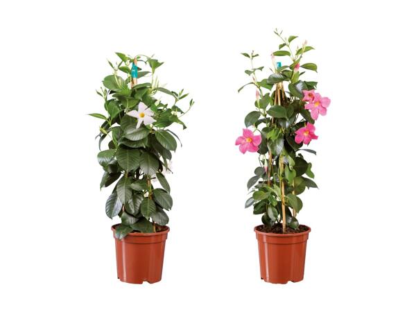 Dipladenia