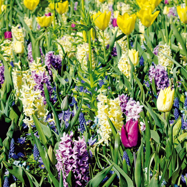 Blumenzwiebeln