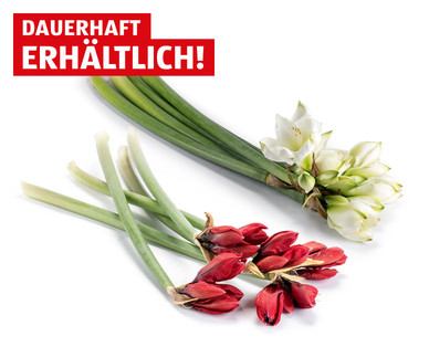 Amaryllis
