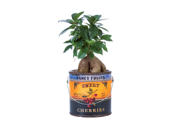 Grøn plante i spand