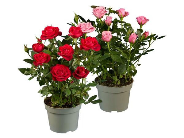 Roses