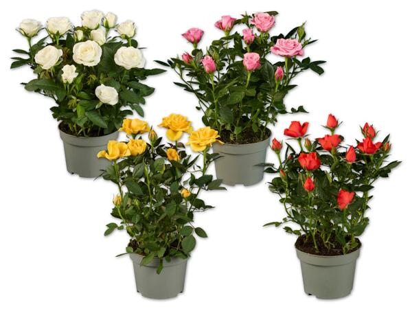 Topfrose