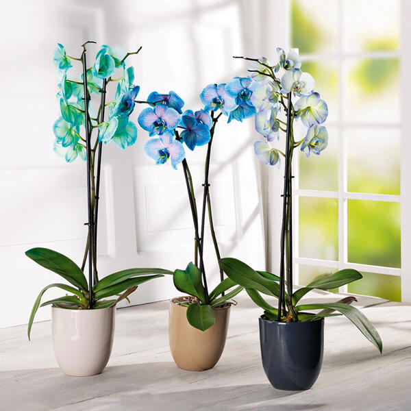 Phalaenopsis "Royal Mix"