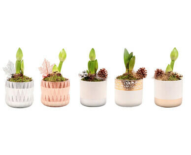 AMARYLLIS