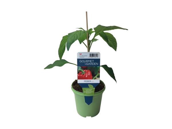 Peber-, agurk eller tomatplante