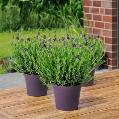 Lavendel Stoechas