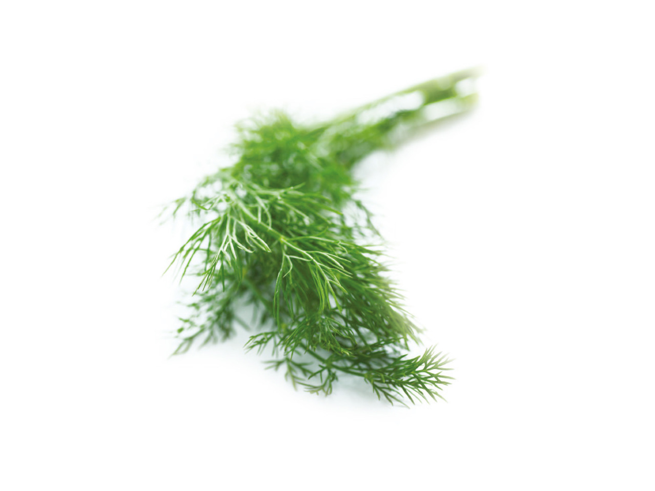 DILL, 100 G