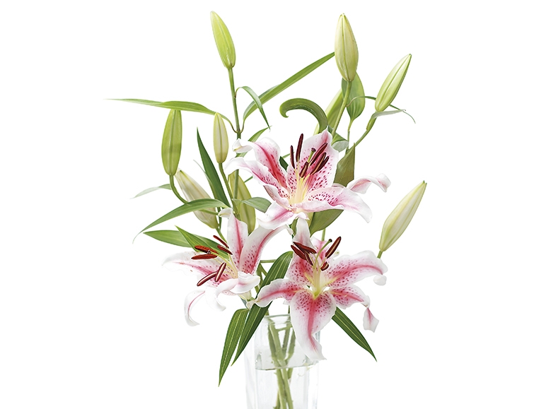 Oriental Lilies