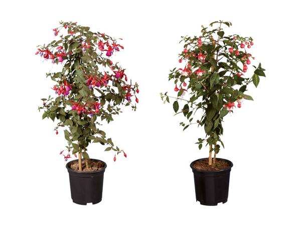 Opstammet fuchsia