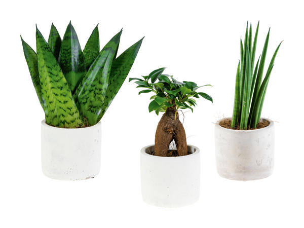 Plante "easy care" dans un pot en céramique