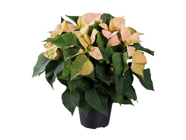 Poinsettia