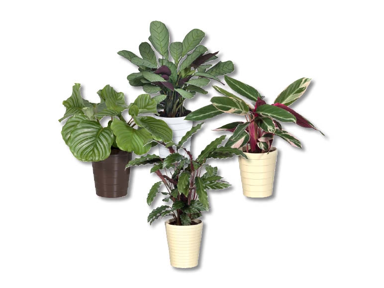 Assortiment de calathéas dans un pot en céramique