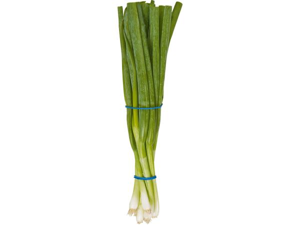 Oignons de printemps