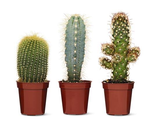Mini Cactus Assorted Varieties