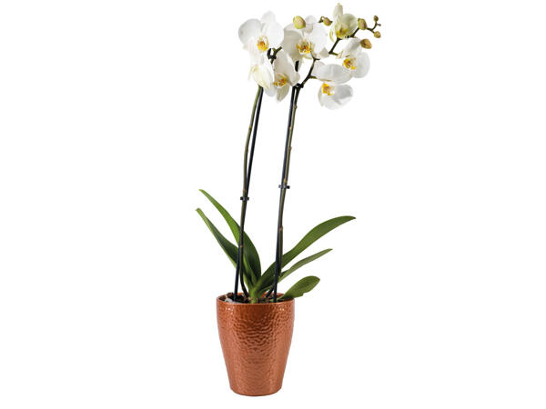 Orchidee 2-Trieber im Keramiktopf