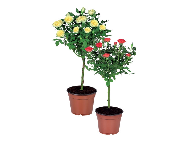 Standard Rose