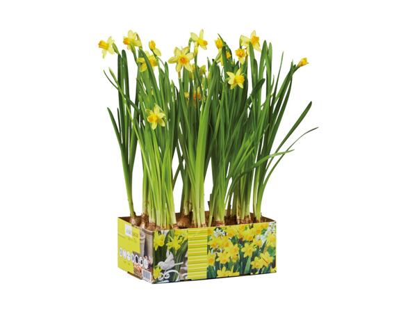 Blomstrende løgplanter i bakke