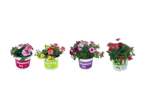 Blooming Joy Trio