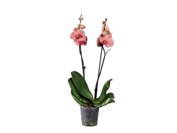 2 Stem Orchid