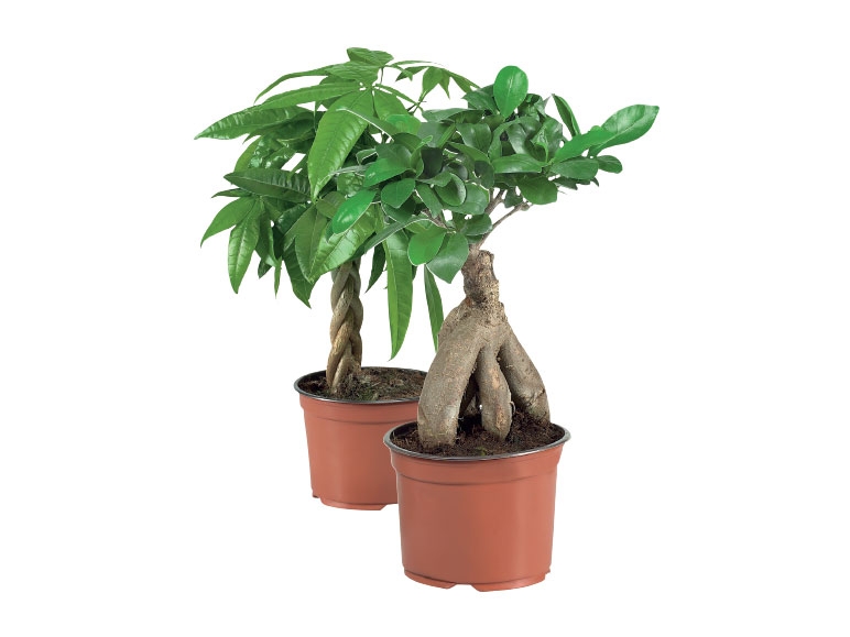 Bonsai or Money Plant