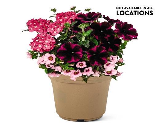 Summer Premium Patio Planter