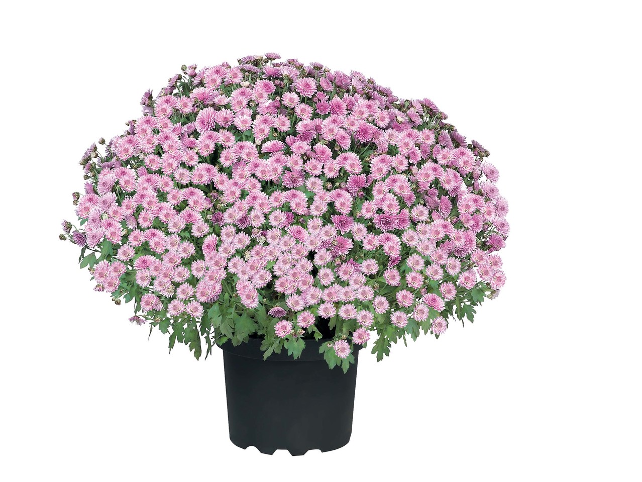 Deco- of struikchrysant