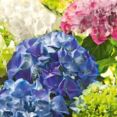 Hortensie