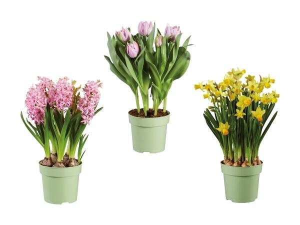 Blomstrende løgplanter