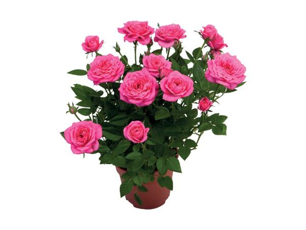 Mini Rose