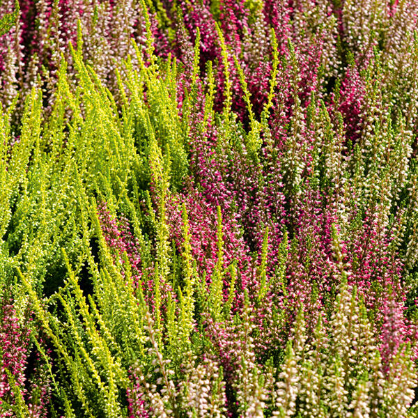 Calluna mit Baumheide