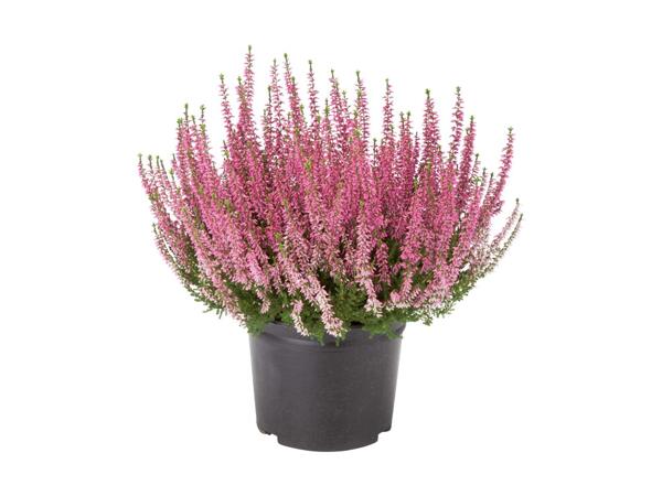 Extra Large Heather