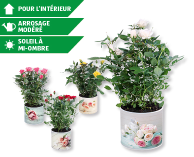 Rosier dans un cache-pot vintage