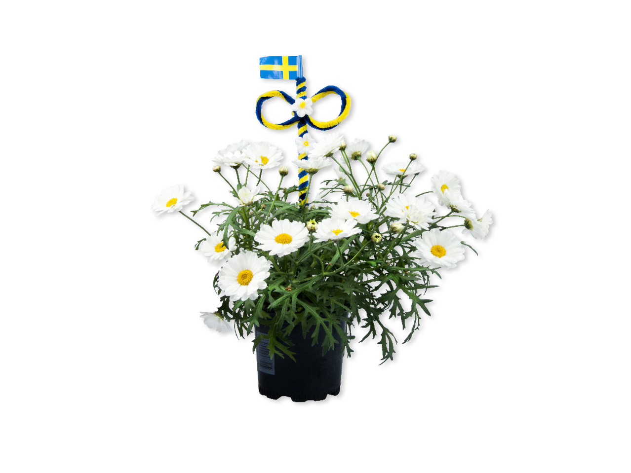 MARGERIT MED MIDSOMMARSTÅNG