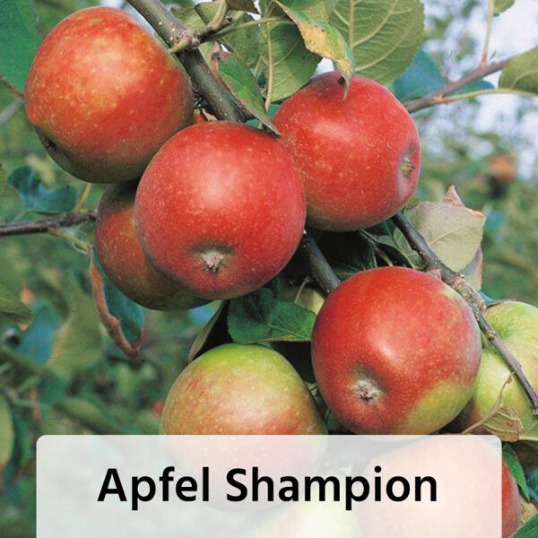 Obstbaum im Jutesack