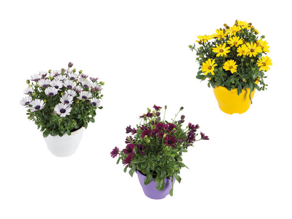 Osteospermum