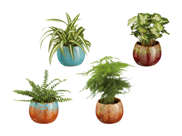 Plantes vertes dans un mini-pot en céramique