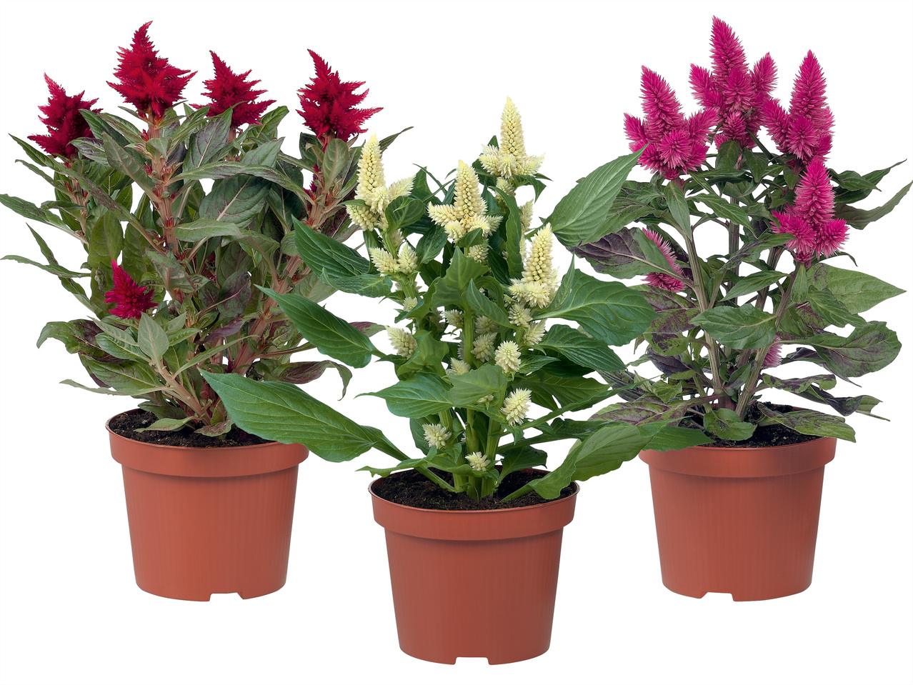 Celosia