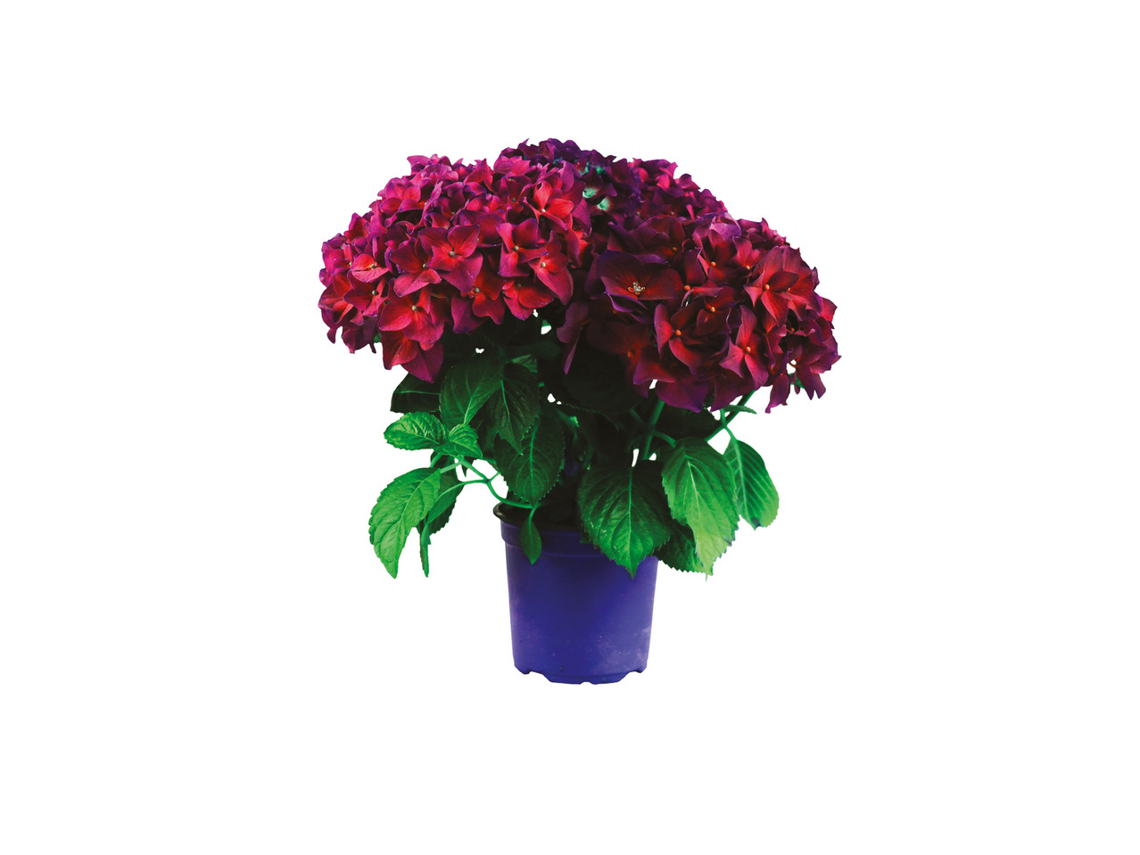 Dansk hortensia