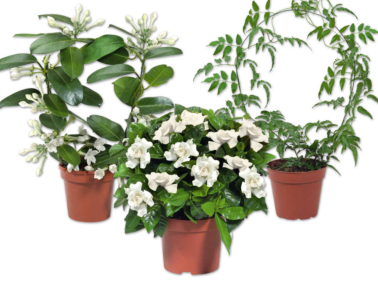 Stephanotis, Jasmin oder Gardenie