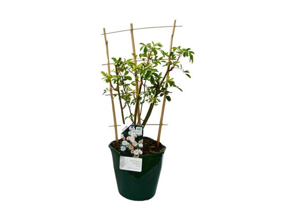 Climbing Roses