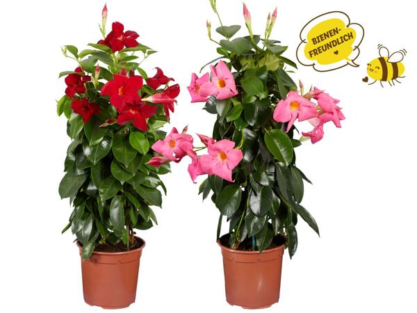 Dipladenia Pyramide