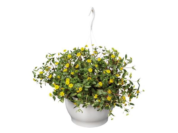 Hanging Basket