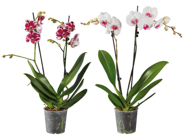 Schmetterlingsorchidee 2 Trieber
