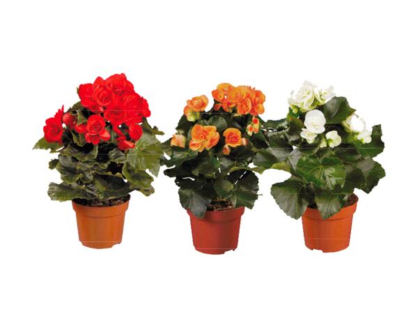 Begonia