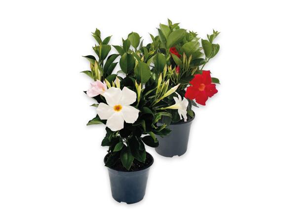 Dipladenia