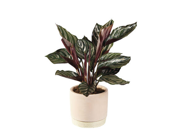 Green Plant in Ceramic with Wood Effect Base