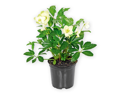 Elleboro GARDENLINE(R)
