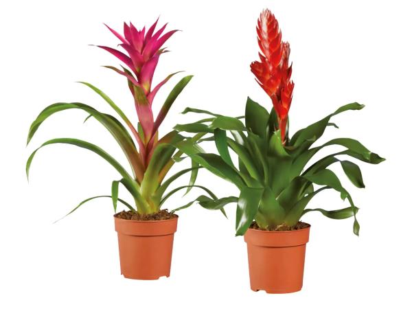 Vriesea or guzmania